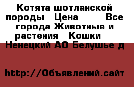 Котята шотланской породы › Цена ­ 40 - Все города Животные и растения » Кошки   . Ненецкий АО,Белушье д.